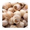 Coquilles d'escargots de bourgogne - très grosses